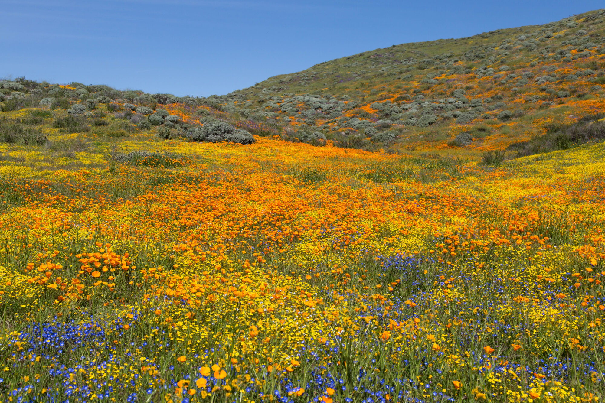 Field of California Poppies, Baby Blue Eyes, and California Goldfields
