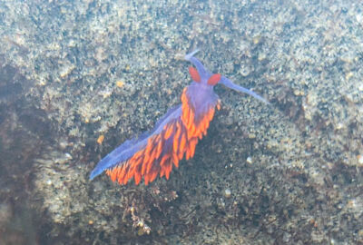 Spanish Shawl Nudibranch