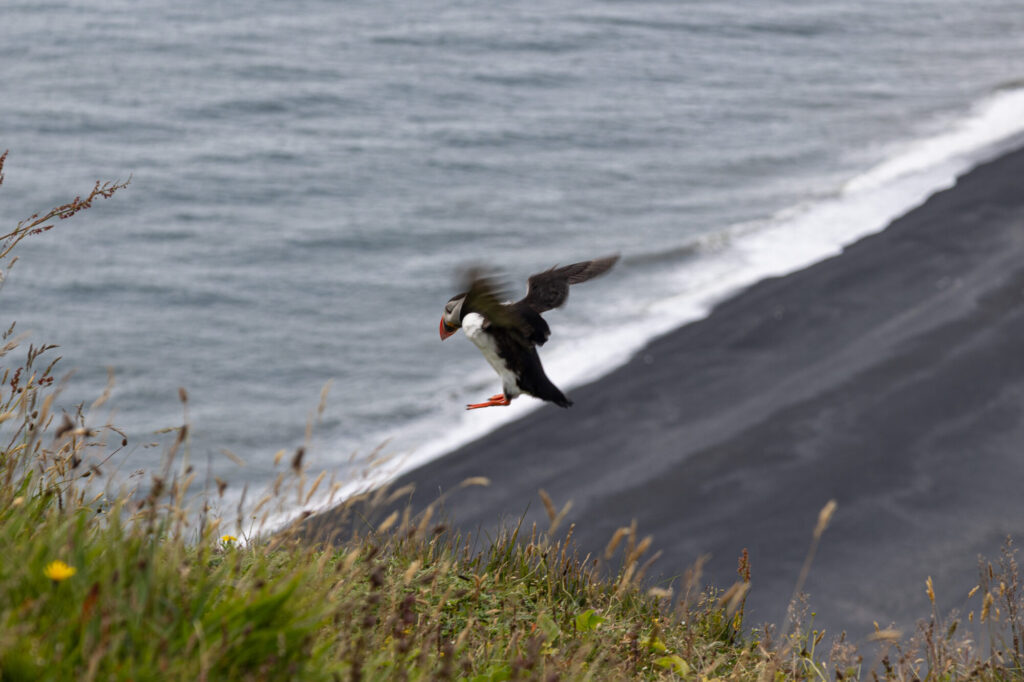 Puffin Landing