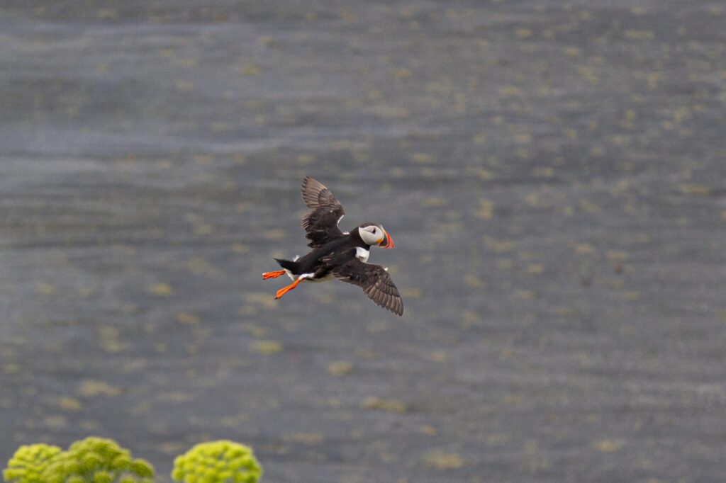 Puffin Gliding