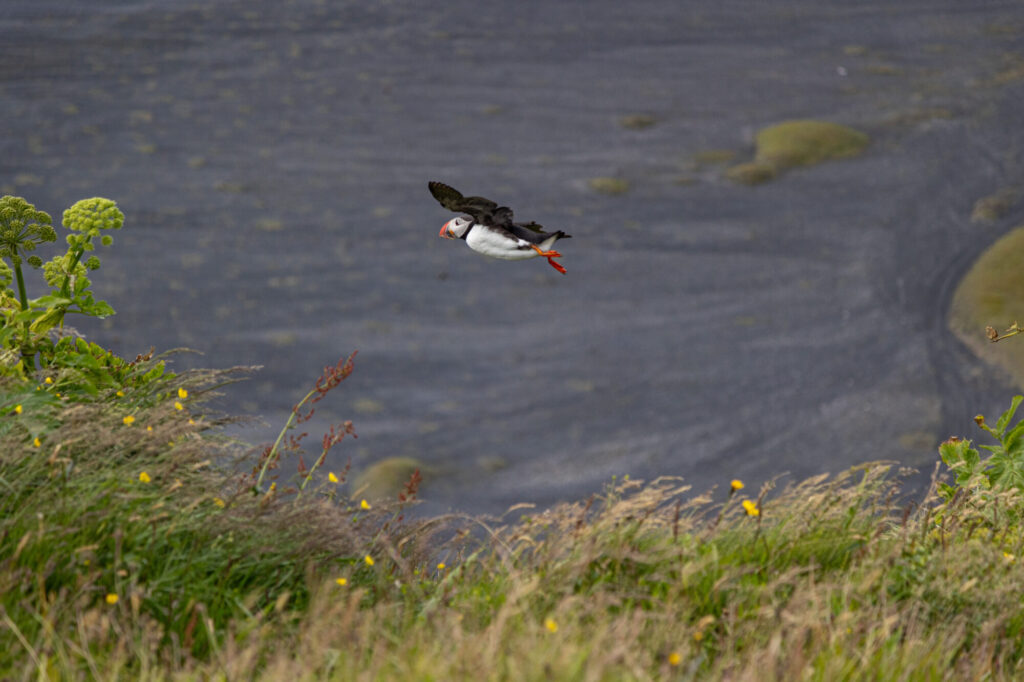 More Puffin Gliding