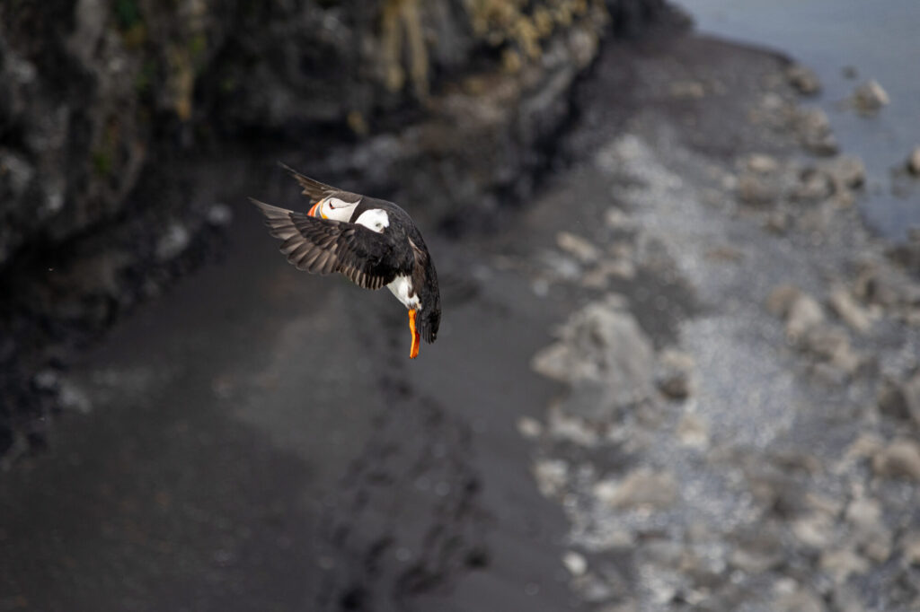 Puffin Coming in For Landing