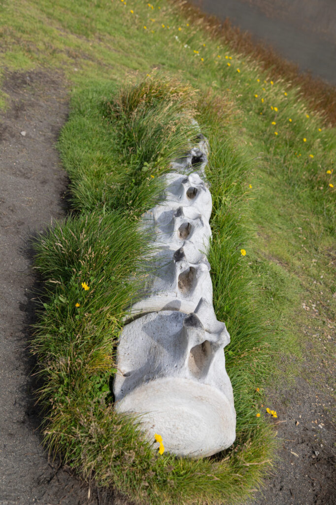 Whale Bone Spine